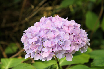 blue hydrangea flowers