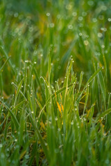 Wet grass in the spring. Rural sceney of a green field. Water droplets on the grass spikes. Closeup of the grass in spring.