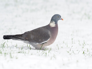 Wood pigeon, Columba palumbus