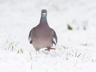 Wood pigeon, Columba palumbus