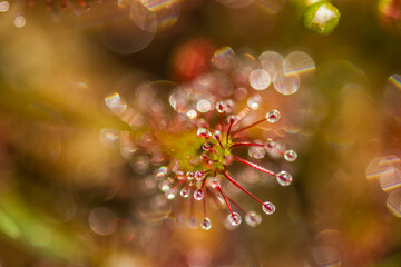 Sundew,Drosera intermedia