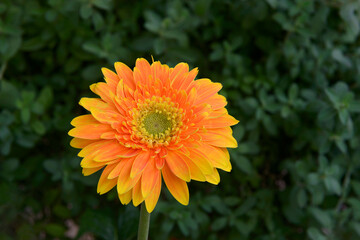beautiful orange gerbera flower  on nature green garden blackground
