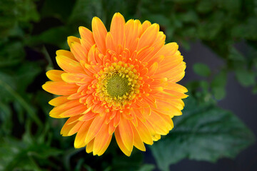 beautiful orange gerbera flower  on nature green garden blackground