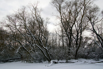 Winter on the lake. Old willows on an island under the snow. Beautiful landscape.