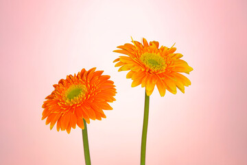 beautiful orange gerbera flower isolated on pink background