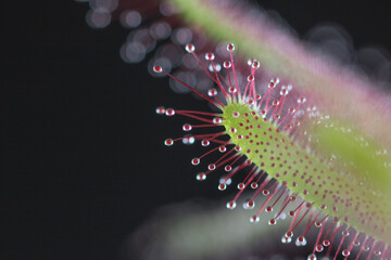 Sundew,Drosera intermedia