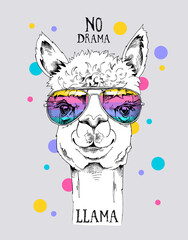 Funny poster. Portrait of a Alpaca in a rainbow glasses. No drama, llama - lettering quote. Humor card, t-shirt composition, hand drawn style print. Vector illustration.
