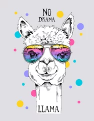 Foto op Aluminium Funny poster. Portrait of a Alpaca in a rainbow glasses. No drama, llama - lettering quote. Humor card, t-shirt composition, hand drawn style print. Vector illustration. © Afishka