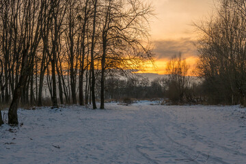 Freeze landscape of the forest during the sunset. Trees are highlighted by the sunlight.
