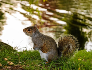 Naklejka na ściany i meble Eastern Fox squirrel (Sciurus niger) near the lake in the park. The peanuts shell lying beside her. Portrait in evening dusk.