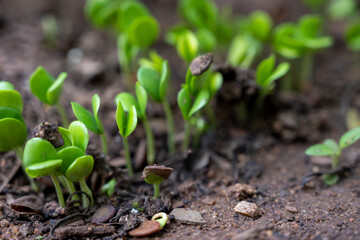 new growth, ground, sprout, Albizia, forest, rain