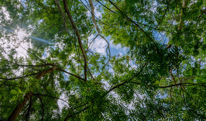 The Sky and The Lush Green, Landscape, Greenery, leaves, branch