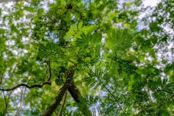 The Sky and The Lush Green, Landscape, Greenery, leaves, branch