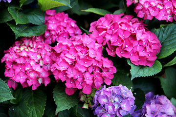 Pink hydrangea flowers, Hydrangea macrophylla in garden