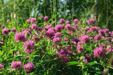 Fresh clover flowers on a summer sunny day on the lawn