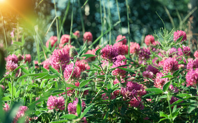 Obraz premium Fresh clover flowers on a summer sunny day on the lawn