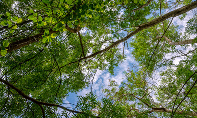 The Sky and The Lush Green, Landscape, Greenery, leaves, branch