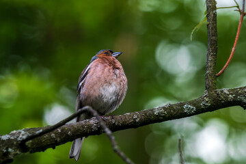 Chaffinch, a bright bird, sings among the green foliage. City birds. Blurred background. Wildlife. Spring. Close-up.