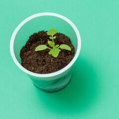 Close-up a can with a green tomato seedling.