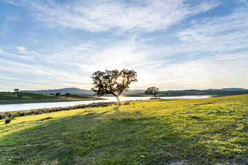 Fields of the Dehesa in Badajoz, Extremadura with oaks and acorns. Spain