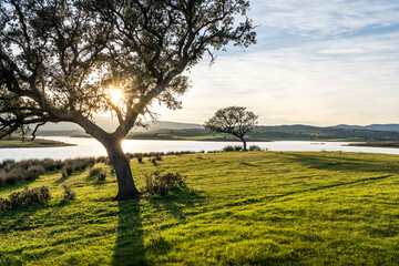 Fields of the Dehesa in Badajoz, Extremadura with oaks and acorns. Spain