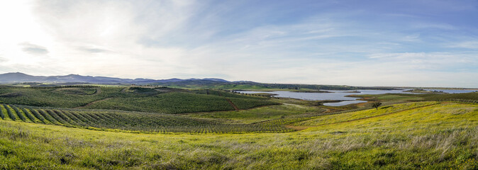 Fields of the Dehesa in Badajoz, Extremadura with oaks and acorns. Spain