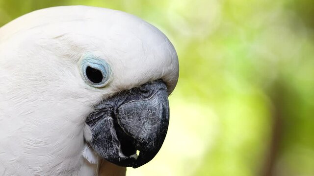 4K White parrot cockatoo clicking beak and looking into camera. Close up cockatoo parrot in wild nature	