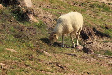 sheep grazing freely on the shore of the Baltic Sea on the island of Bornholm © Małgorzata-Alishia