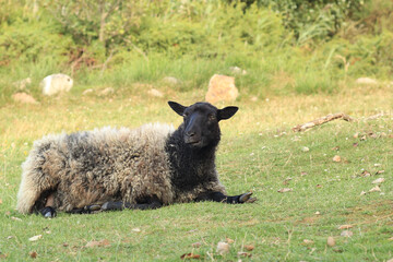 sheep on the shore of the Baltic Sea on the island of Bornholm © Małgorzata-Alishia