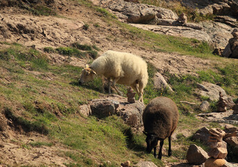 sheep grazing freely on the shore of the Baltic Sea on the island of Bornholm © Małgorzata-Alishia