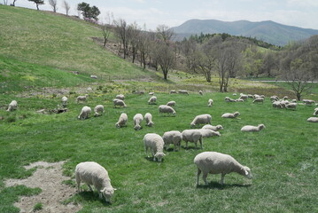 양,농장,양뗴목장,하늘,산,초원,언덕,mountain,sky,hill,sheep,farm,green