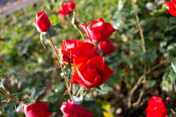 Close-up of scarlet roses and buds in a city park for Valentine's Day