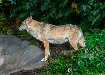 European wolf in its enclosure. Latin name - Canis lupus