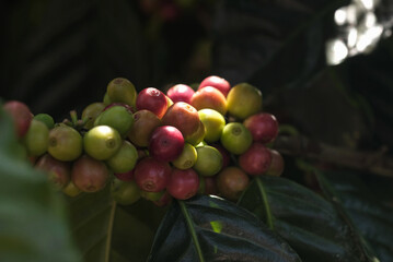Workers harvest berries, Arabica coffee, colorful coffee beans in the fields of business, industry, economy, agriculture, healthy food and lifestyle in northern Thailand.