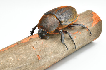 ヘラクレスヘラクレス
