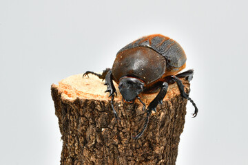 ヘラクレスヘラクレス
