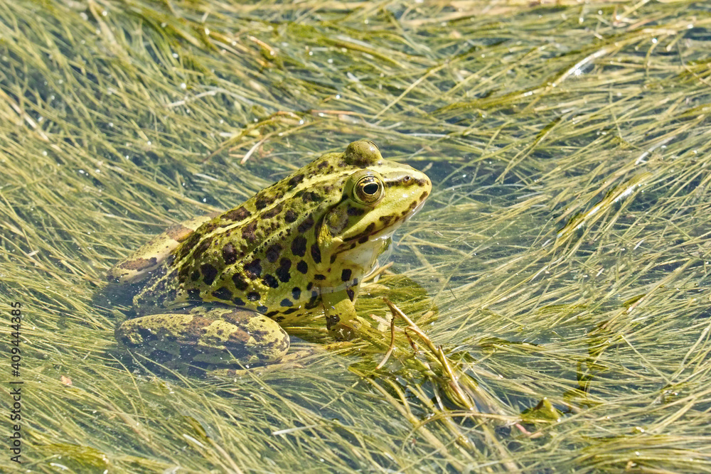 Wall mural common european frog