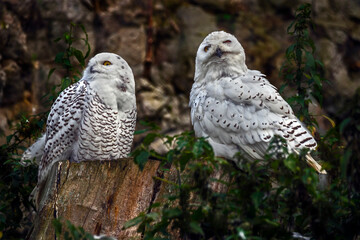 Snowy owls sitting on the stump. Latin name - Bubo scandiacus