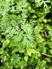 gouttelettes 