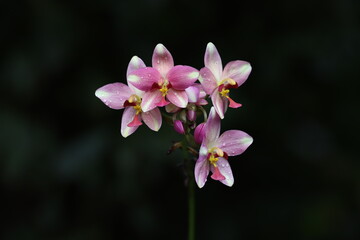 pink and white orchid