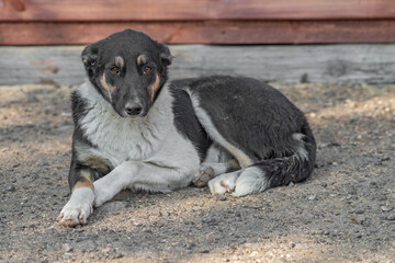 closeup portrait sad homeless abandoned colored white dog outdoor