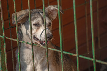 closeup portrait sad dog puppy locked in the metal cage. homeless dog concept