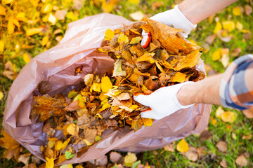 Collecting autumn leaves to a plastic bag for bio waste, closeup.