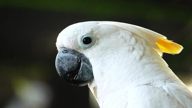 4K White parrot cockatoo clicking beak and looking into camera. Close up cockatoo parrot in wild nature	