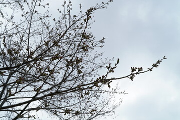 sky,tree,하늘,나무,구름,cloud,풍경