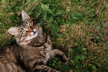 Naklejka na ściany i meble cat lying on the grass. gray cat with beautiful eyes.
