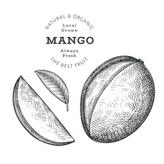 Hand drawn sketch style mango. Organic fresh food vector illustration isolated on white background. Retro exotic fruit illustration. Engraved style botanical picture.