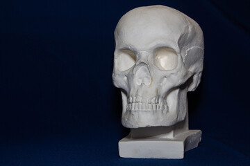 plaster skull, mock up for drawing, blue background, human body part 