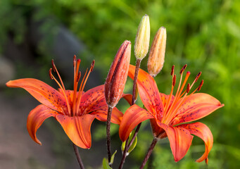Obraz premium Red lily flowers and buds in the garden
