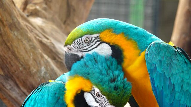 4K beautiful plumage of the blue-and-yellow macaw (Ara ararauna), the blue-and-gold macaw